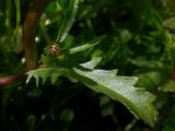 genus Leucanthemum. Стеблевый лист длиной около 7 см, из пазухи которого появился боковой цветоносный побег. Киев, луг возле Святошинского озера, 30 мая 2008 г.