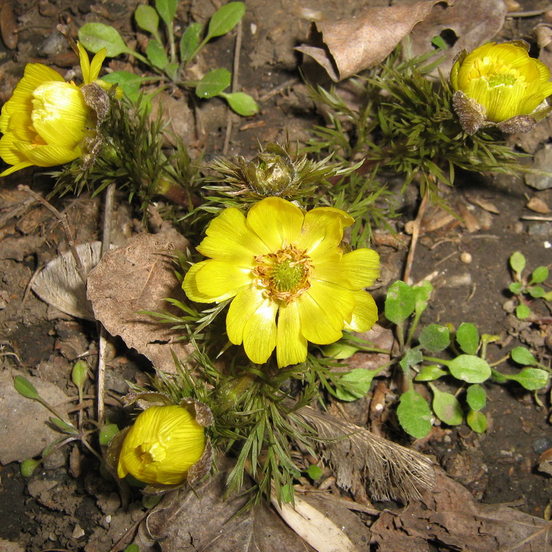 Изображение особи Adonis vernalis.