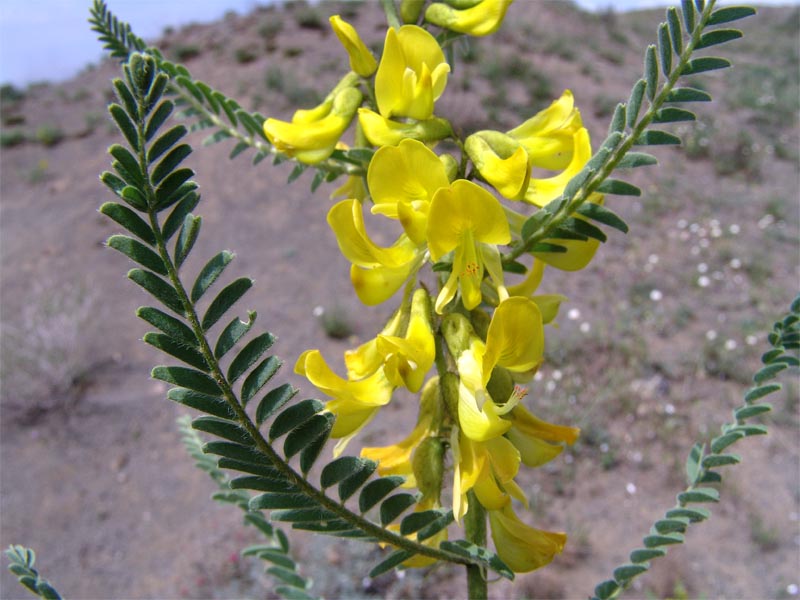 Image of Astragalus caraganae specimen.