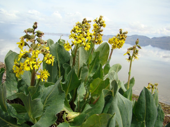 Изображение особи Ligularia alpigena.