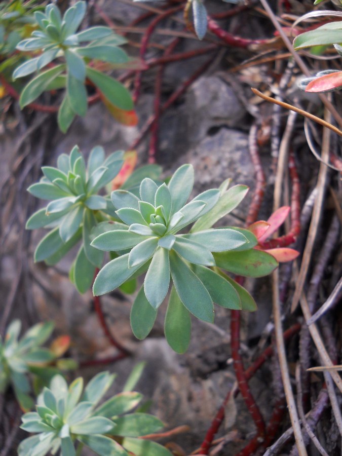 Изображение особи Euphorbia erythrodon.