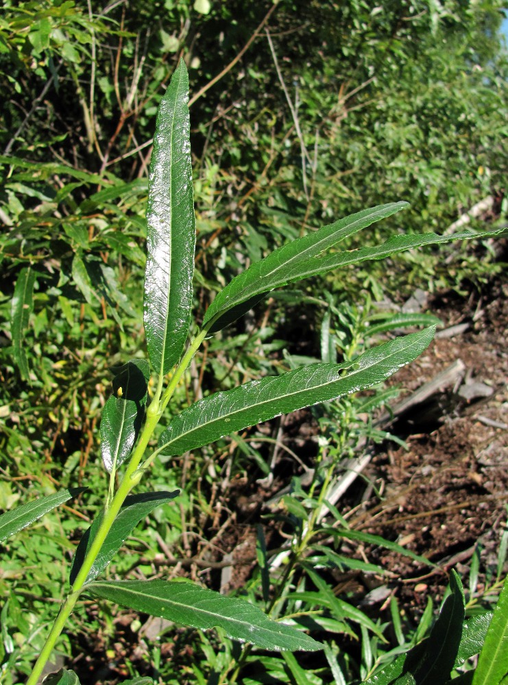 Image of Salix gmelinii specimen.