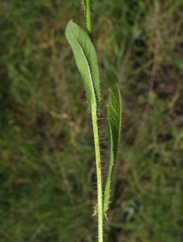 Изображение особи Crepis setosa.