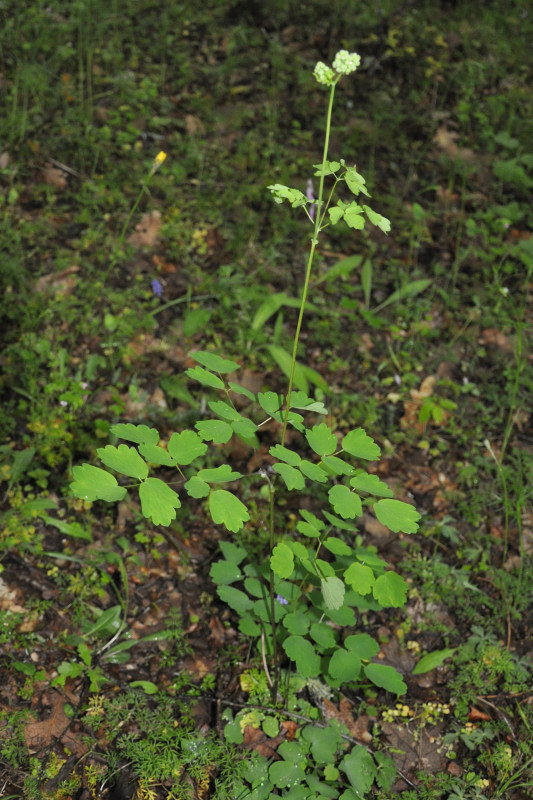 Image of Thalictrum aquilegiifolium specimen.