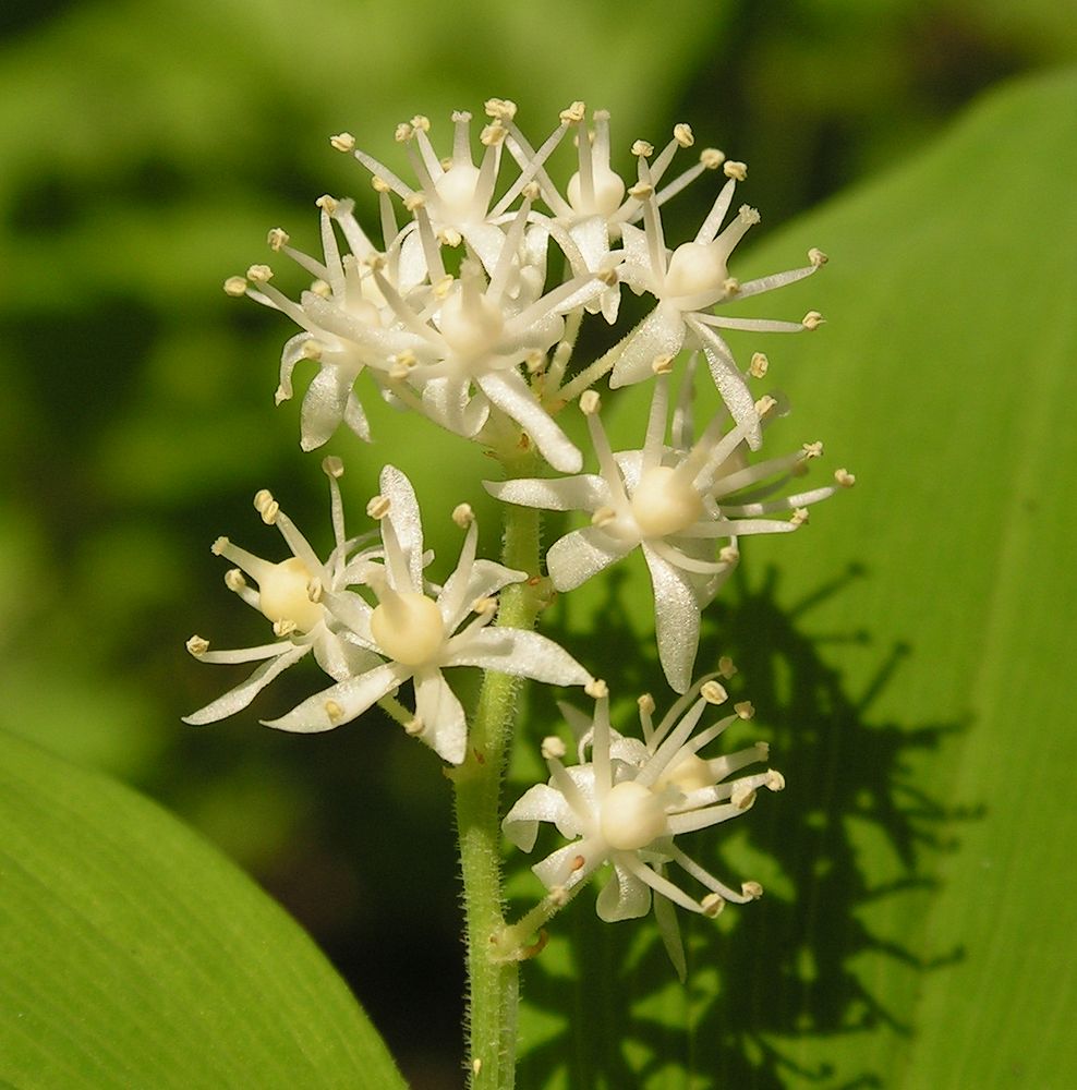 Image of Smilacina dahurica specimen.