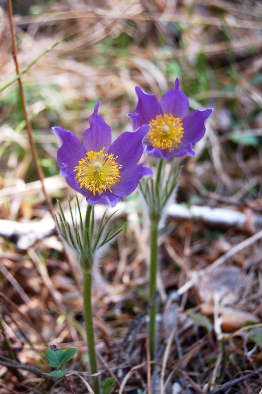 Image of Pulsatilla patens specimen.