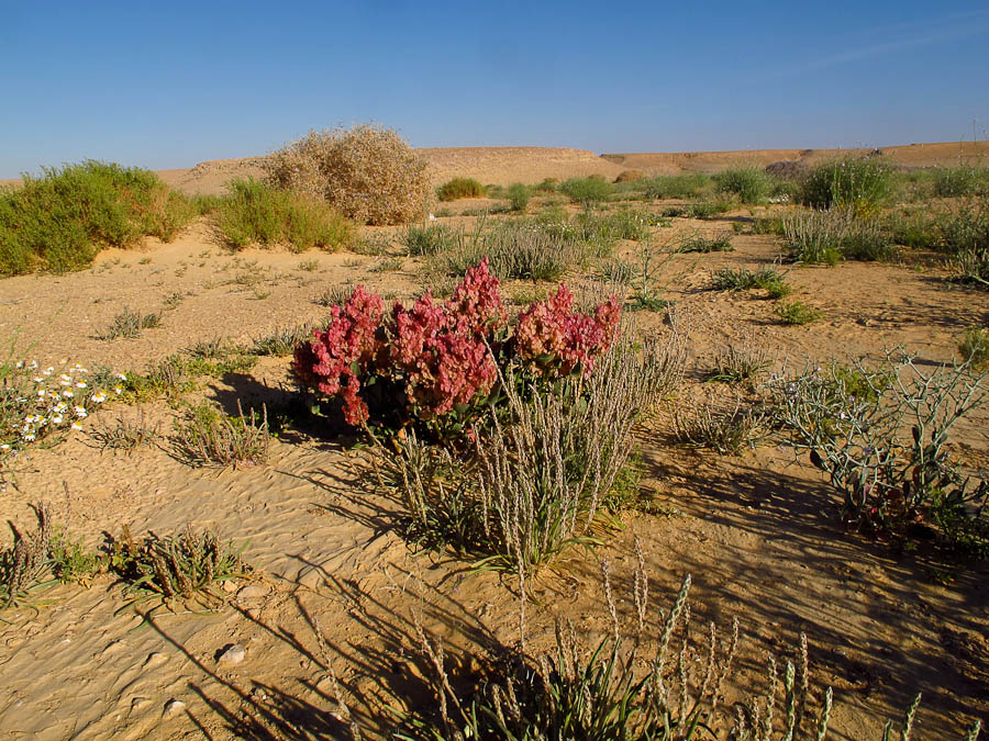 Image of Rumex cyprius specimen.