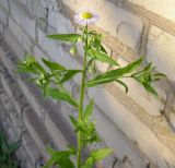 Erigeron annuus ssp. lilacinus