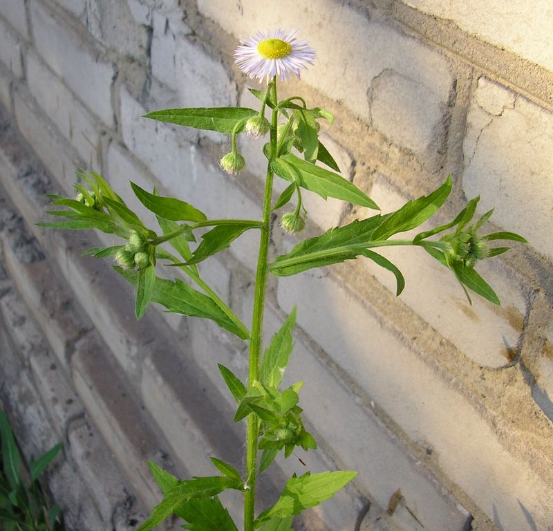 Image of Erigeron annuus ssp. lilacinus specimen.