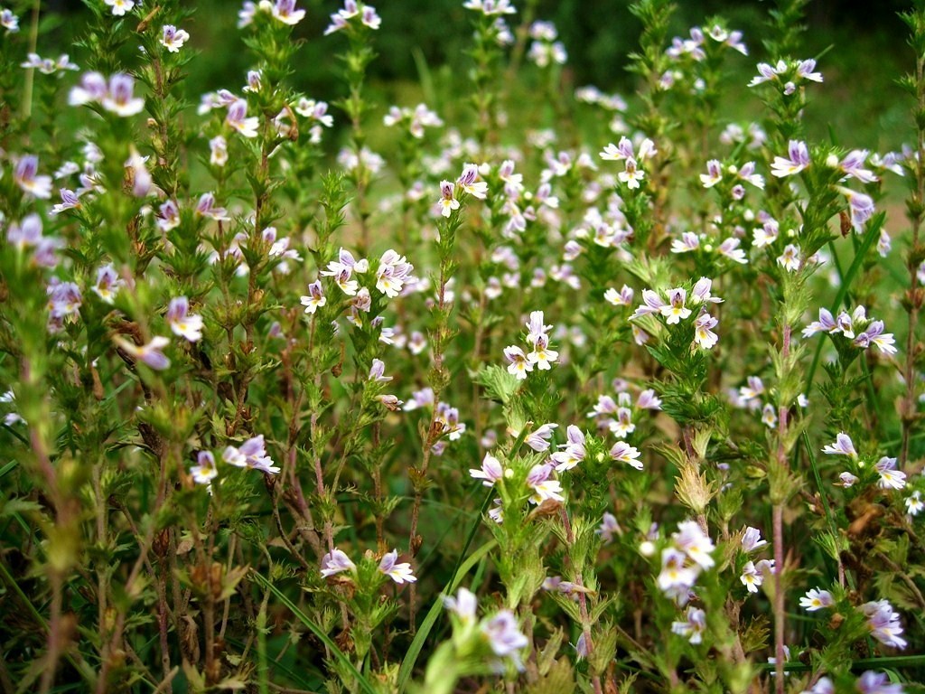 Image of Euphrasia maximowiczii specimen.