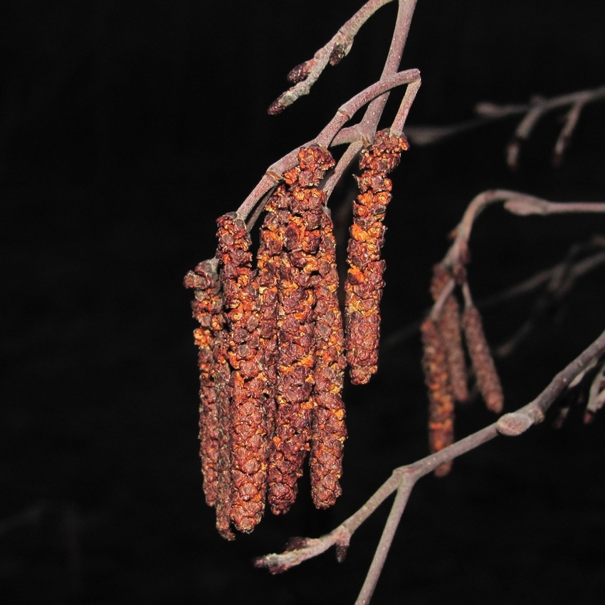 Image of Alnus incana specimen.