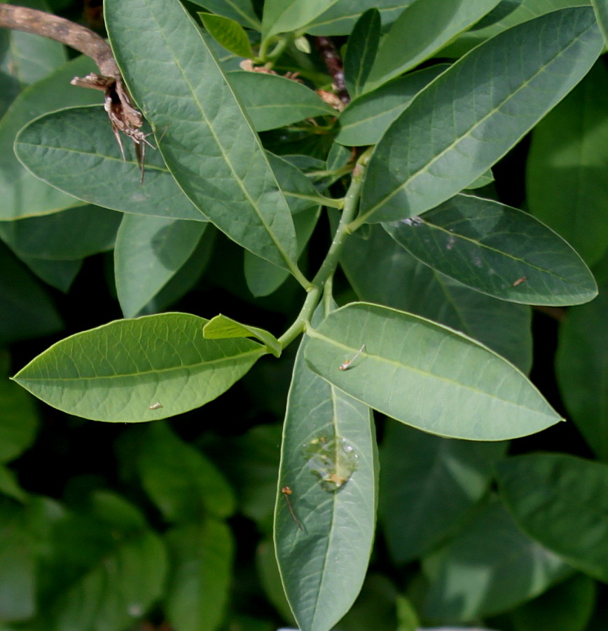 Image of Oemleria cerasiformis specimen.