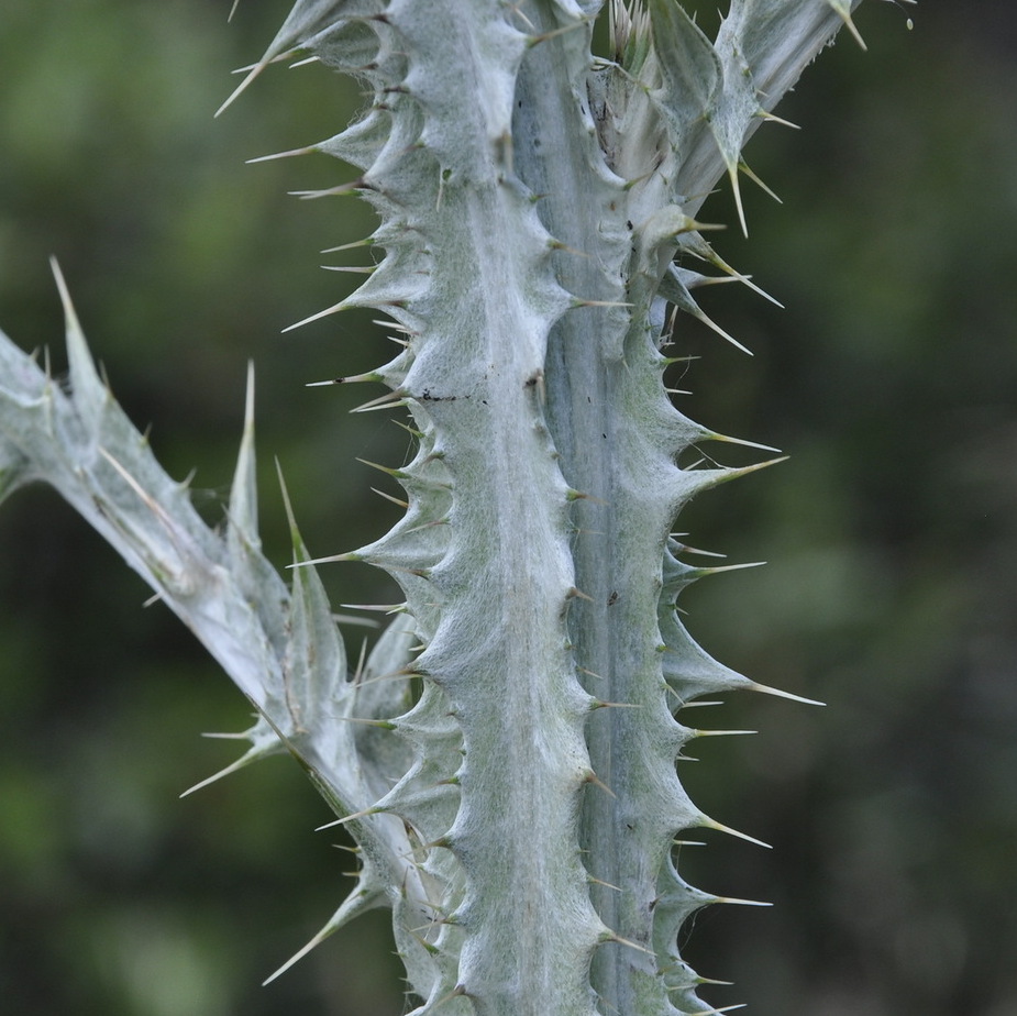 Image of Onopordum myriacanthum specimen.