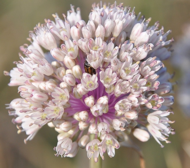 Image of Allium staticiforme specimen.