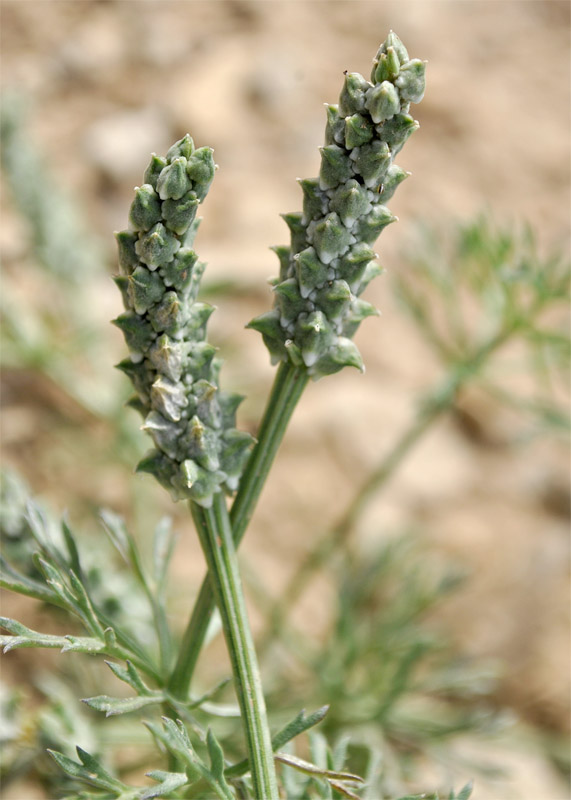 Image of Adonis bienertii specimen.