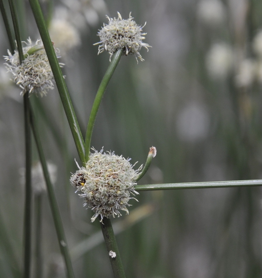 Image of Scirpoides holoschoenus specimen.