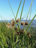 Bolboschoenus maritimus