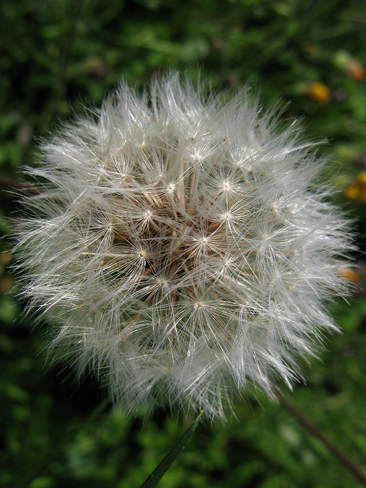 Image of Crepis rhoeadifolia specimen.