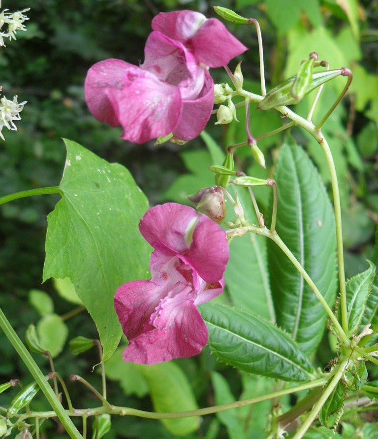 Image of Impatiens glandulifera specimen.