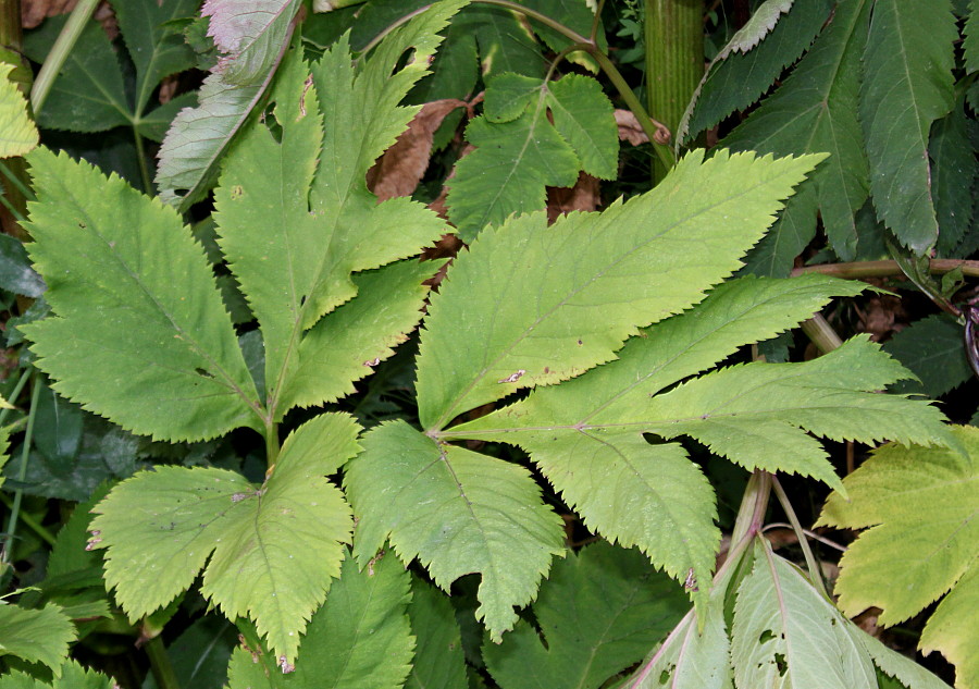 Image of Angelica gigas specimen.