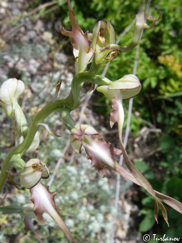 Изображение особи Himantoglossum caprinum.