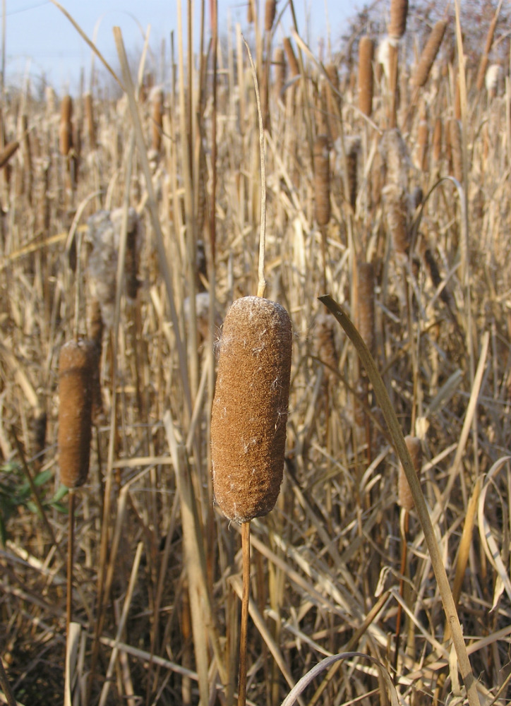 Image of Typha &times; glauca specimen.