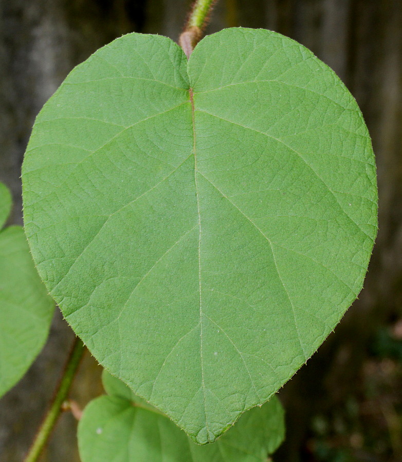 Изображение особи Actinidia chinensis var. deliciosa.