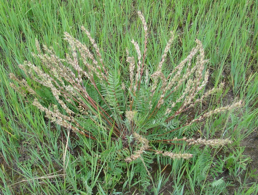 Image of Oxytropis candicans specimen.