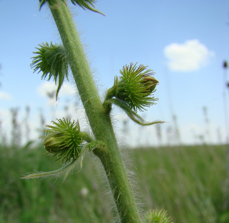 Изображение особи Agrimonia asiatica.