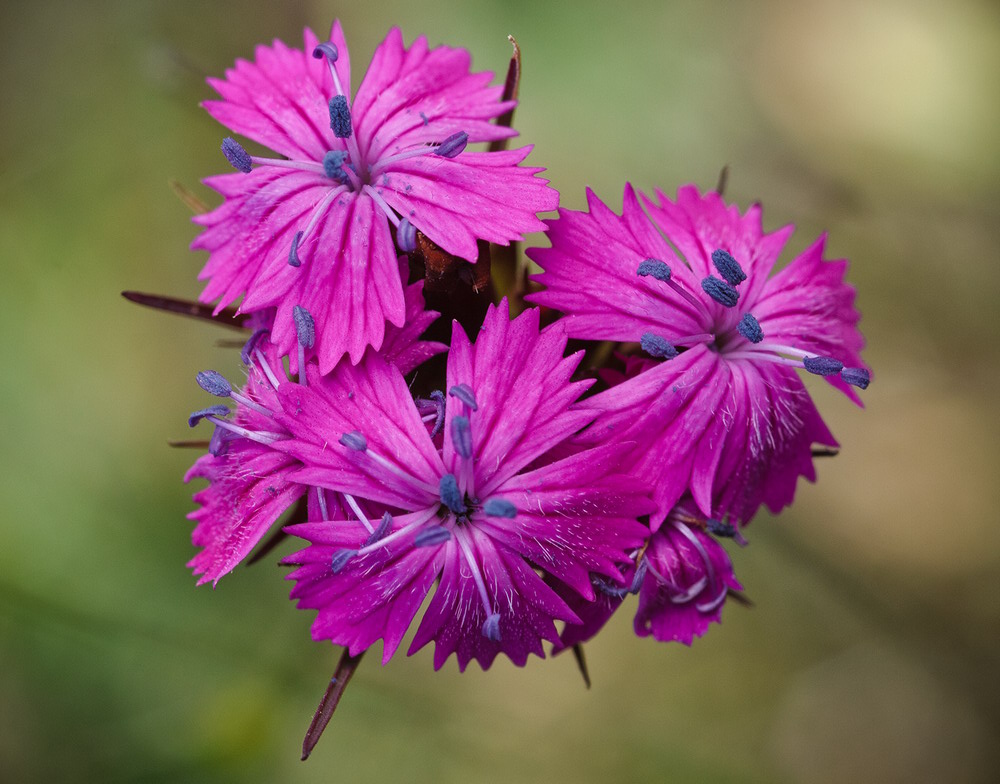 Изображение особи Dianthus capitatus.