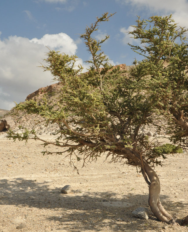 Image of Vachellia oerfota var. brevifolia specimen.