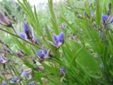 Polygala sibirica