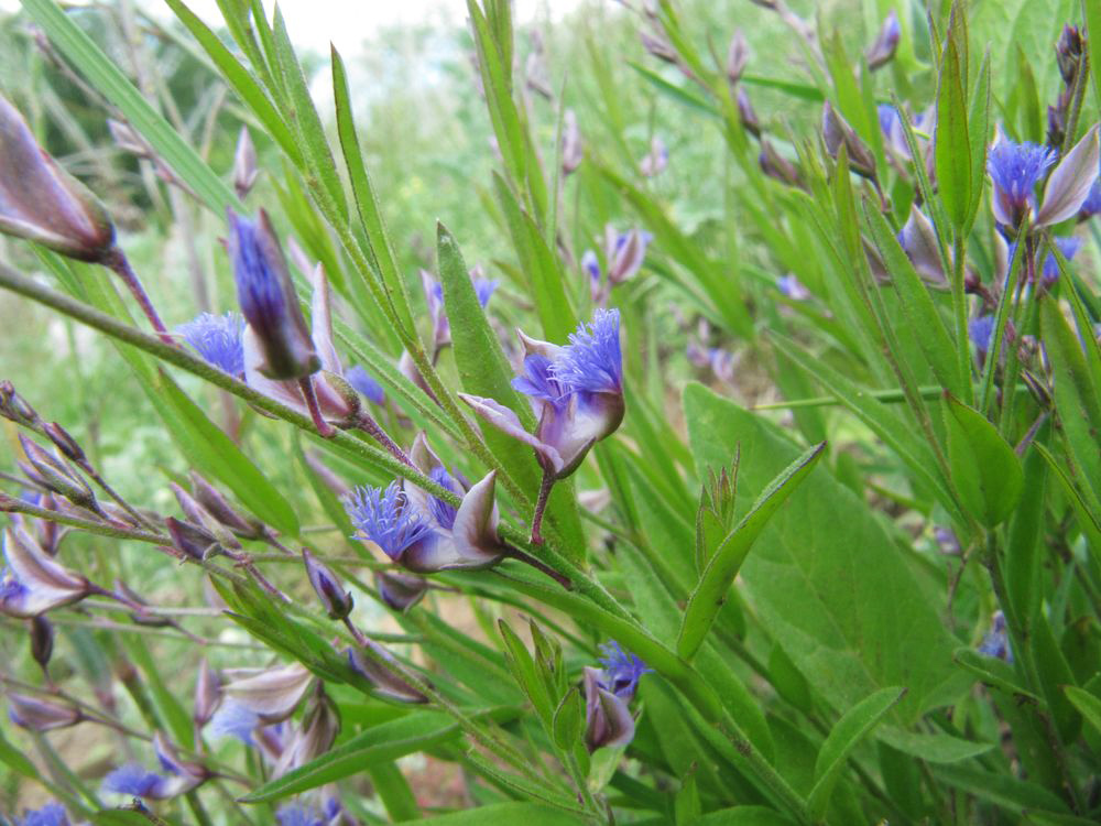 Image of Polygala sibirica specimen.