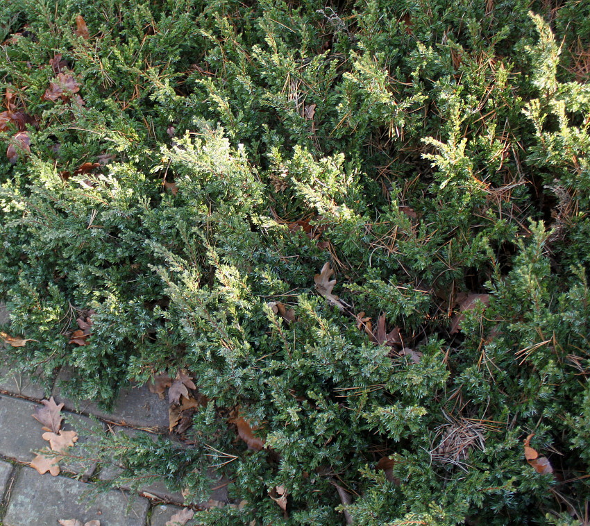 Изображение особи Juniperus communis var. saxatilis.