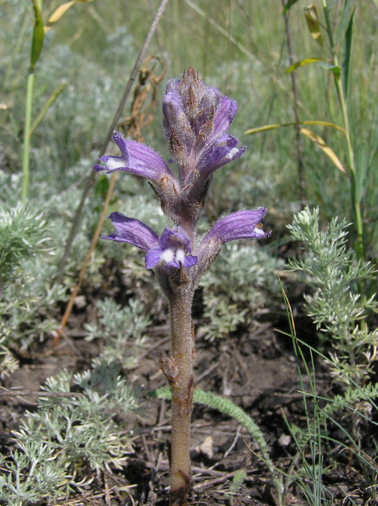 Image of Phelipanche caesia specimen.