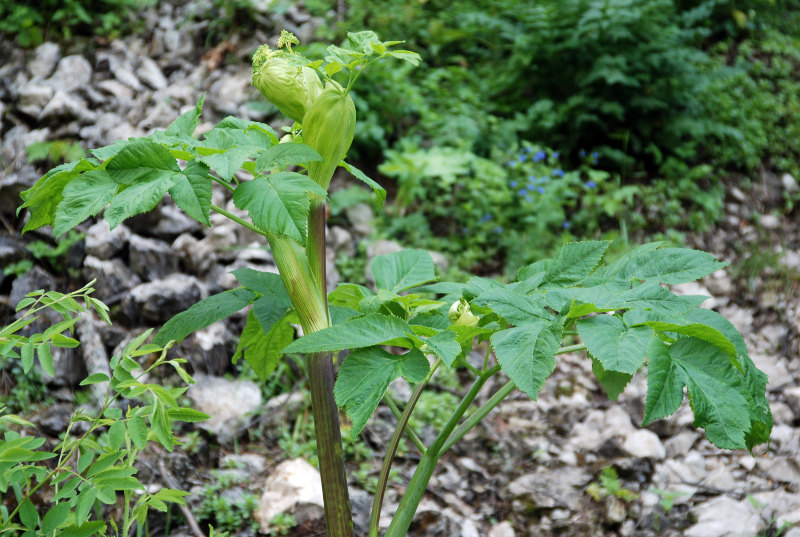 Изображение особи Archangelica officinalis.