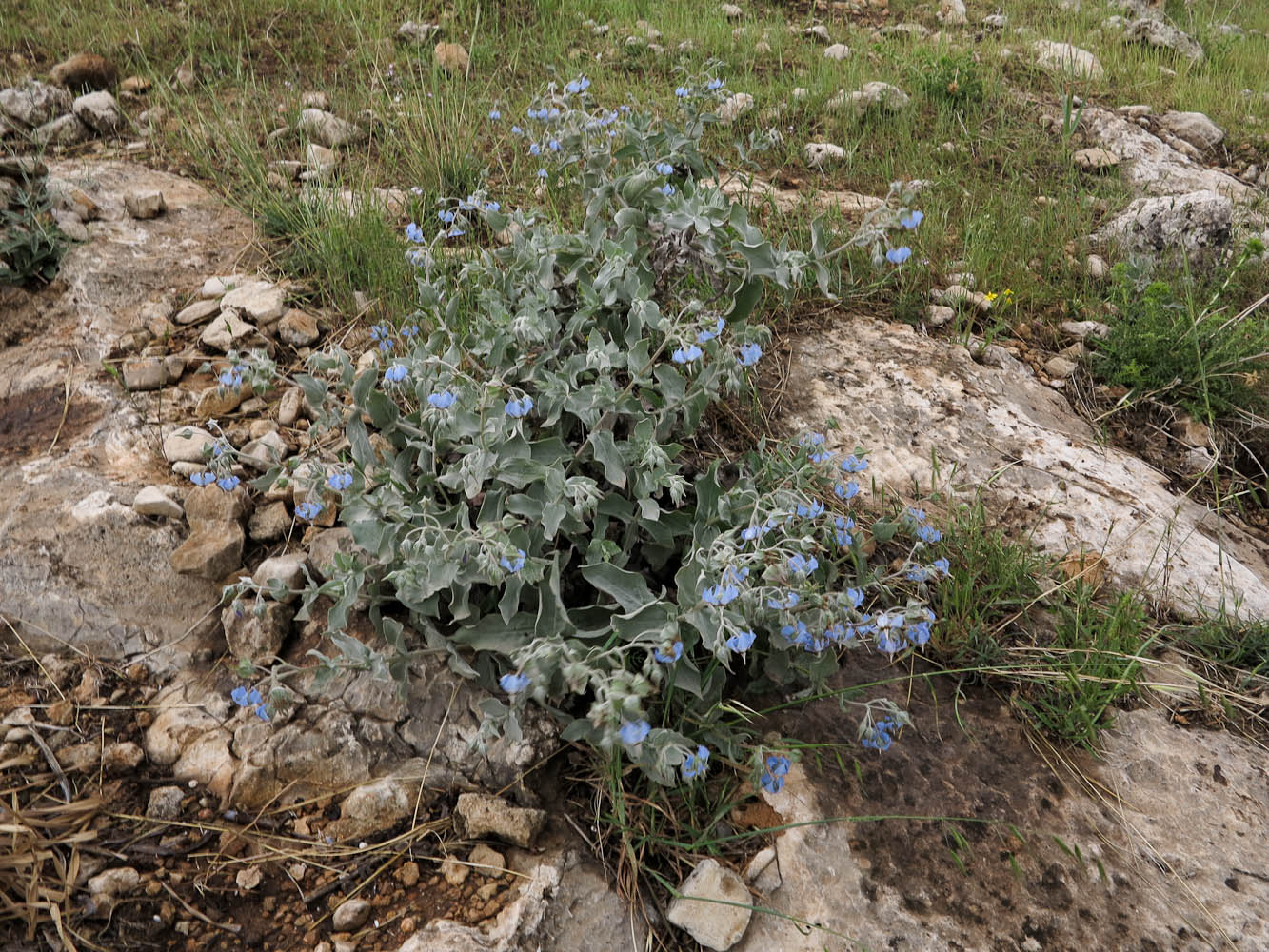 Image of Trichodesma boissieri specimen.