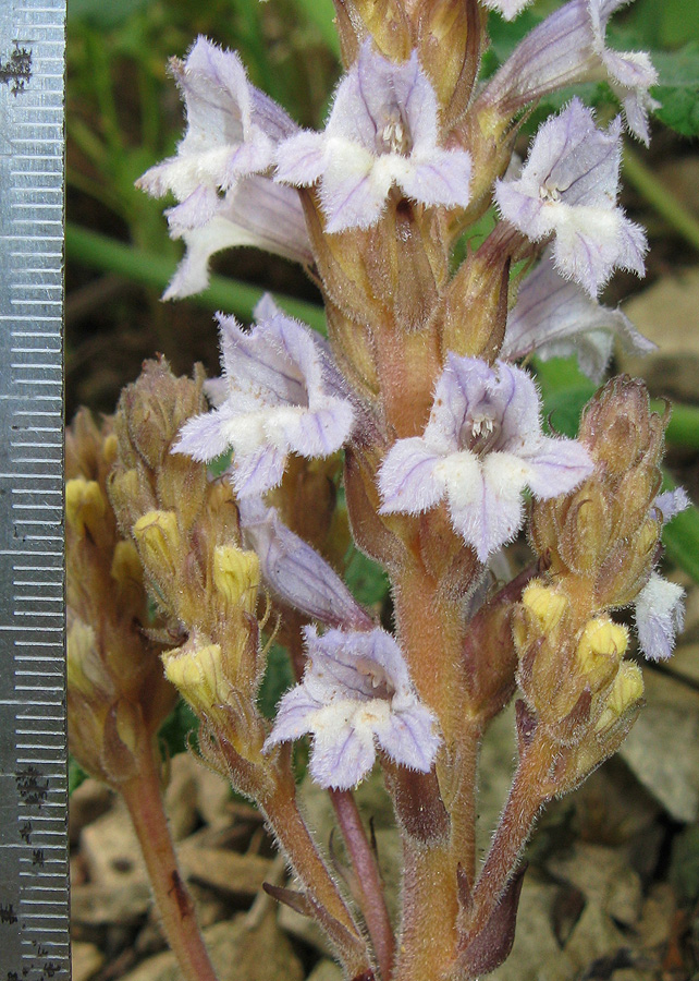 Image of Phelipanche gussoneana specimen.