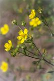 Potentilla argentea. Соцветие. Ленинградская обл., Ломоносовский р-н, окр. дер. Низино, обочина дороги. 06.07.2014.