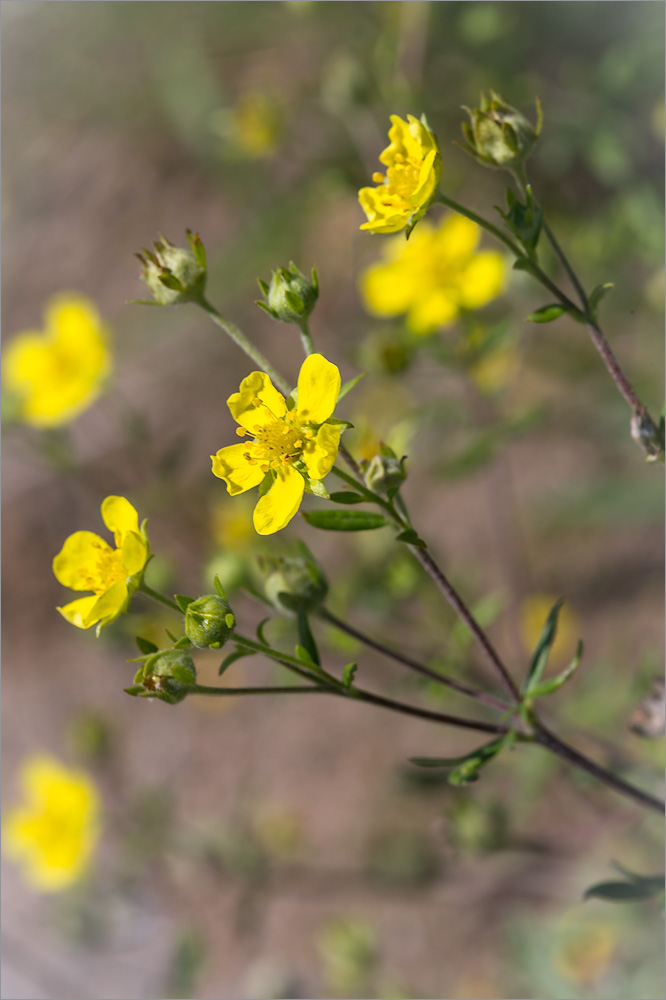 Изображение особи Potentilla argentea.