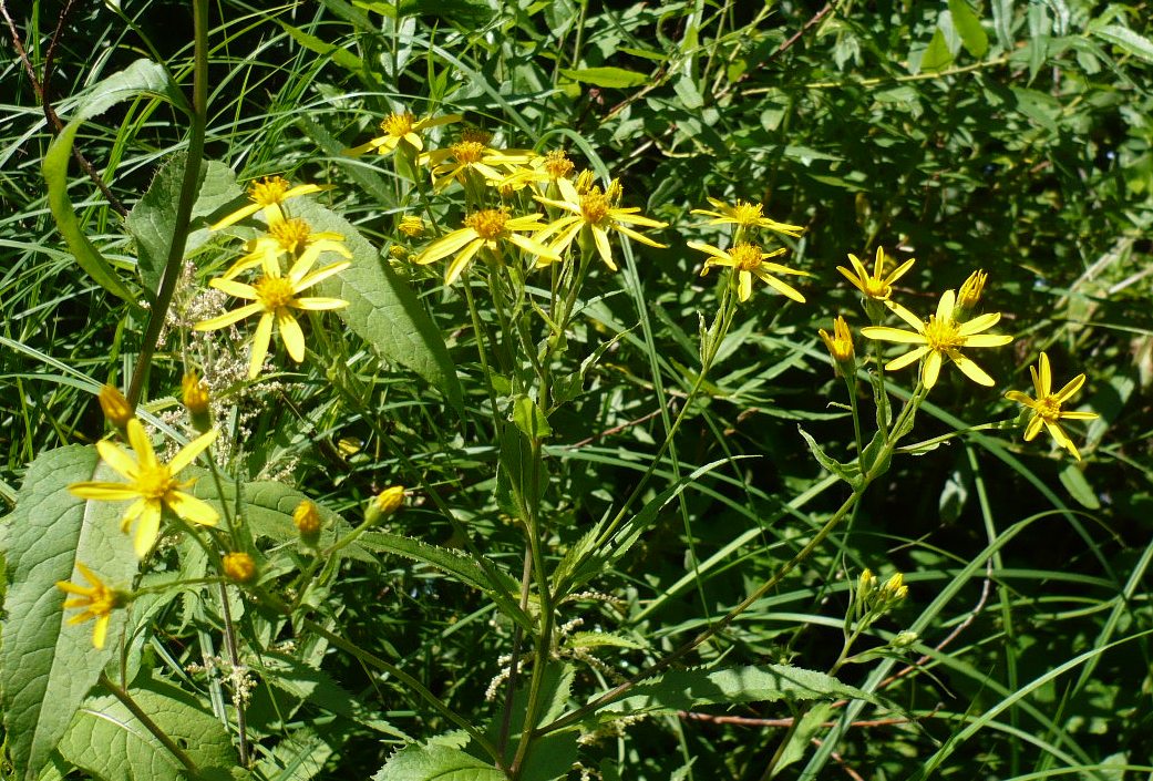 Image of Senecio nemorensis specimen.