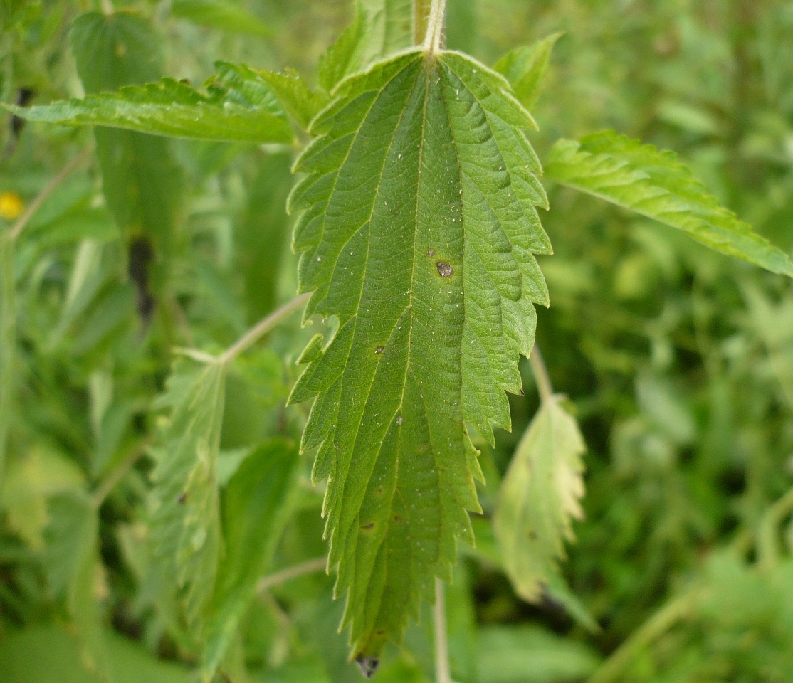 Image of Urtica galeopsifolia specimen.