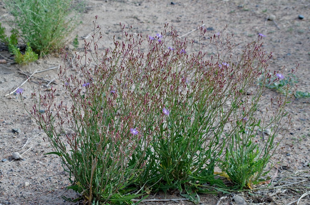 Image of Lactuca tatarica specimen.