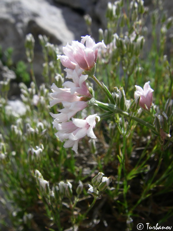 Image of Asperula caespitans specimen.