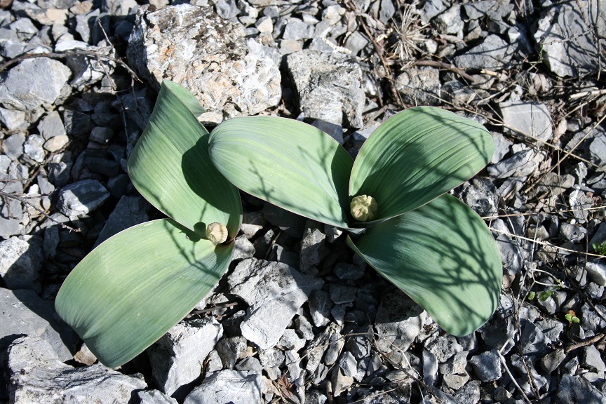 Image of Allium karataviense ssp. henrikii specimen.