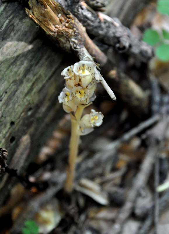 Image of Hypopitys monotropa specimen.