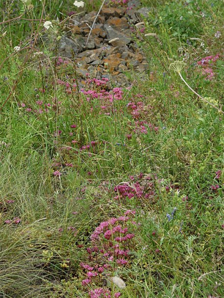 Image of Sedum spurium specimen.