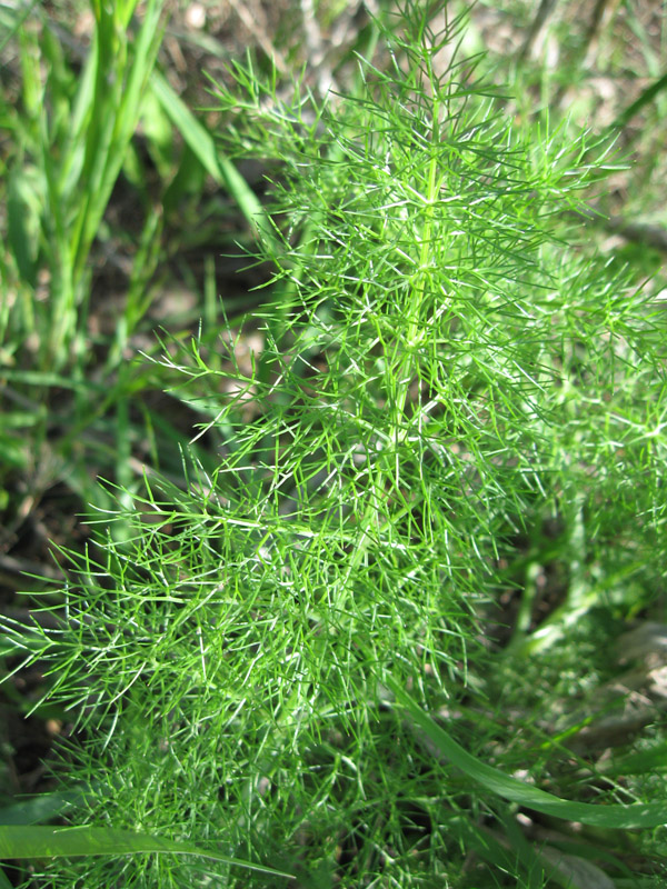 Image of Foeniculum vulgare specimen.