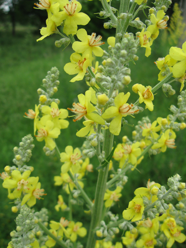 Image of Verbascum lychnitis specimen.