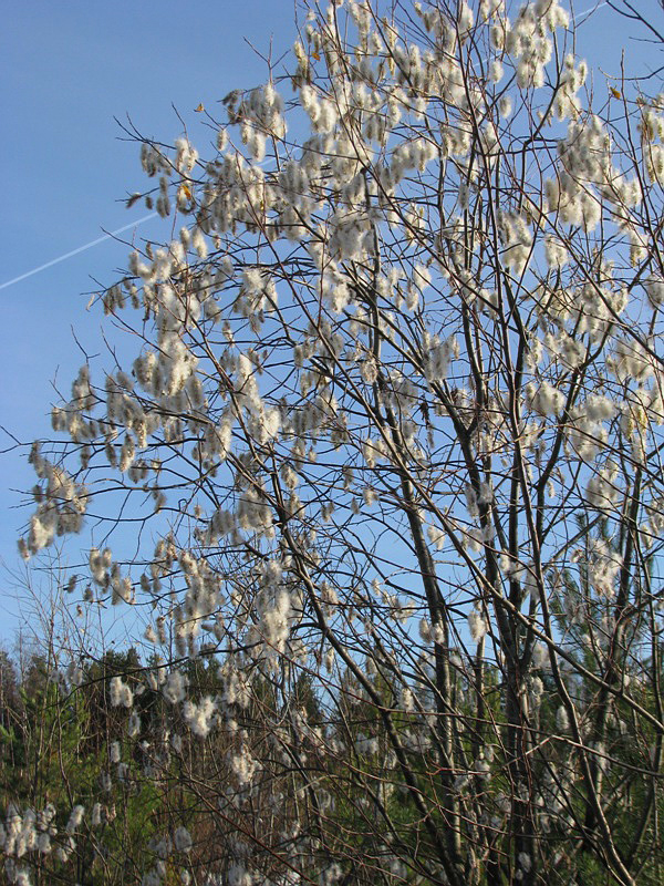 Image of Salix pentandra specimen.